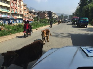 Cows in road